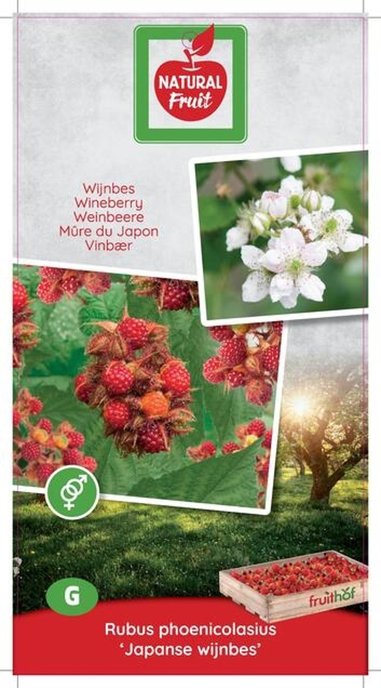 Rubus phoenicolasius - P18 PATIO